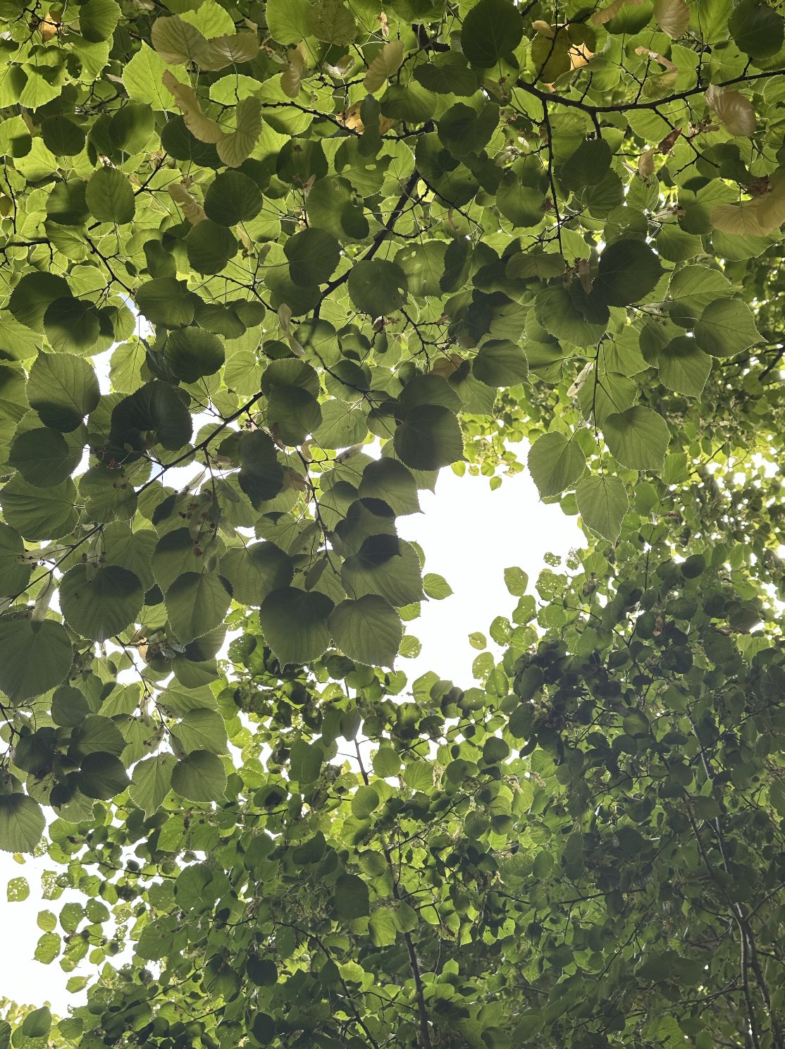 Sunlight filtering through a canopy of leaves