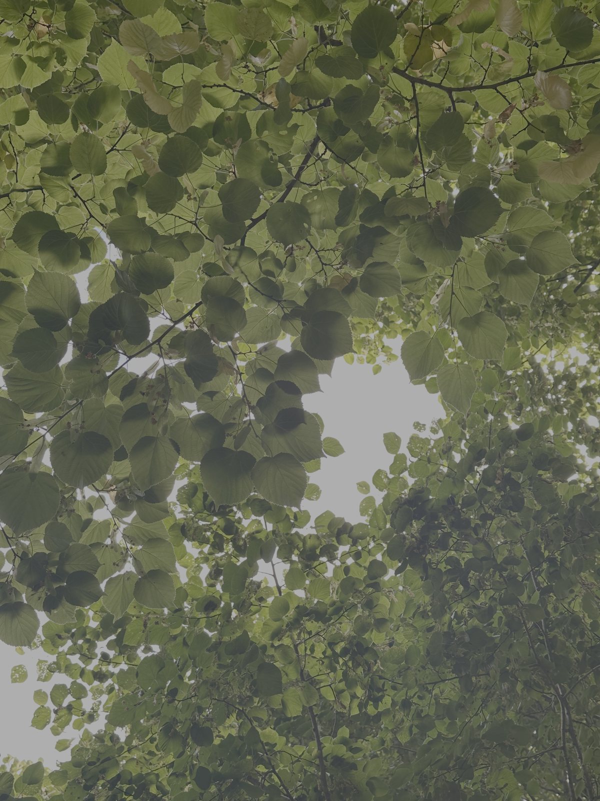 Sunlight filtering through a canopy of linden leaves