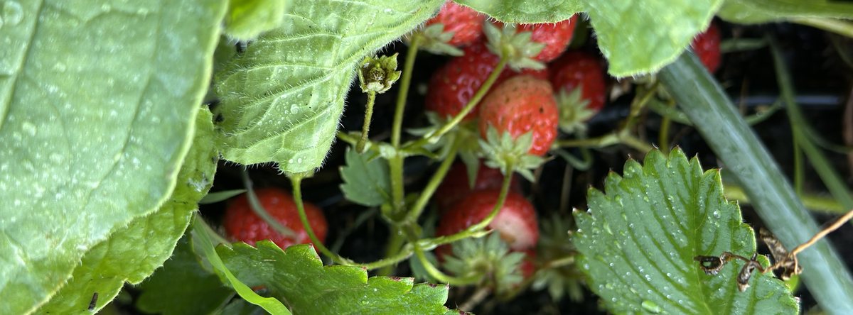 Fresh strawberries picked from the chateau garden