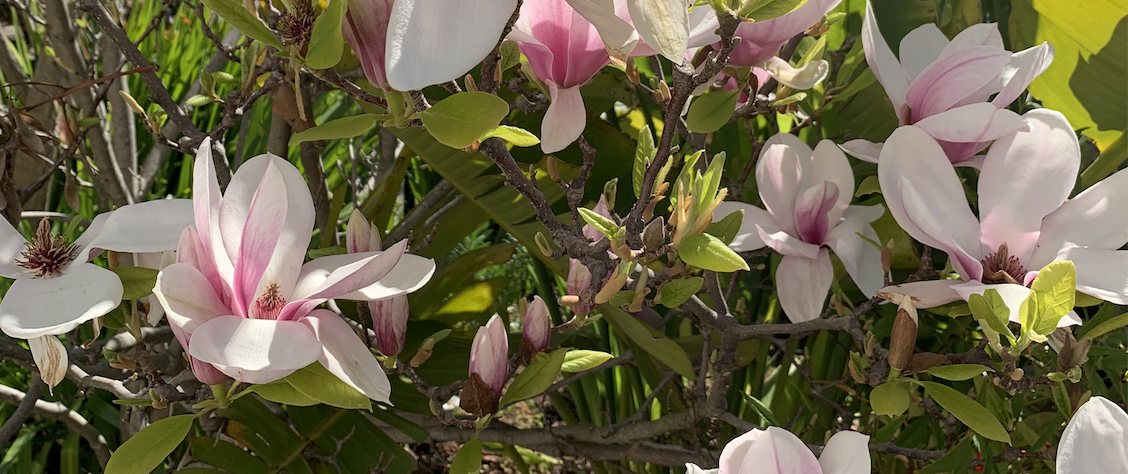 Magnolia and tulip blossoms