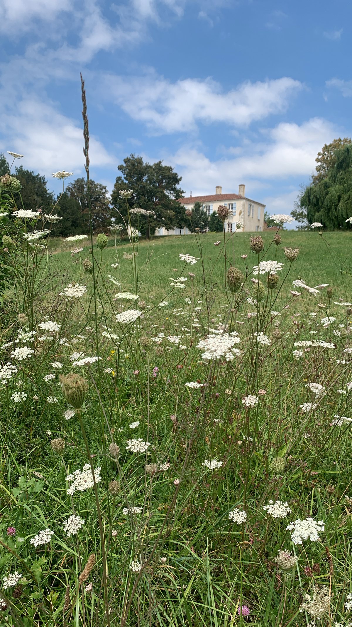 Wildflowers in the foreground, Chateau de Séailles in the distance